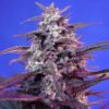 Bloody Skunk Auto (3+1) Sweet Seeds