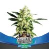Gorilla Glue Faster Flower Fem (4) BSF Seeds