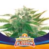 Orange Blossom XXL Auto (4) BSF Seeds
