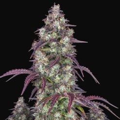 Lemon Pie Auto (3) Fastbuds