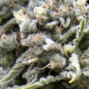 White Widow Auto (1) Pyramid Seeds