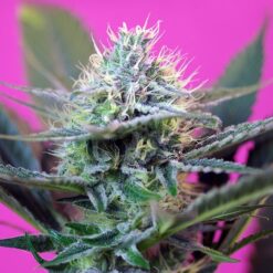 + Speed Auto (3+1) Sweet Seeds