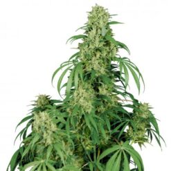 Calamity Jane Auto (3) Buddha Seeds