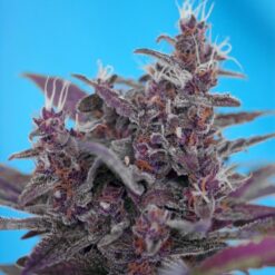Black Cream Auto (3+1) Sweet Seeds