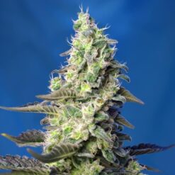 Green Poison XL Auto (3+1) Sweet Seeds