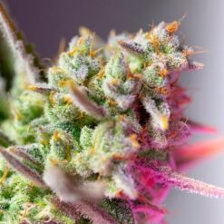 Sweet Mimosa XL Auto (3+1) Sweet Seeds