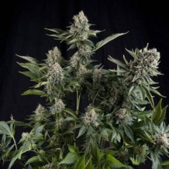 White Widow Fem (3+1) Pyramid Seeds