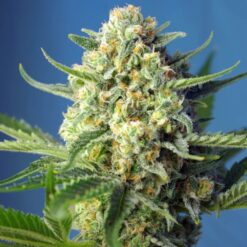 SAD Sweet Afgani Delicious Auto (3+1) Sweet Seeds