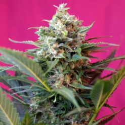 Big Devil XL Auto (3+1) Sweet Seeds