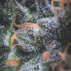 Black Cherry Punch Auto (3+1) Pyramid Seeds