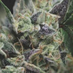 Gorila Auto (3) Pyramid Seeds