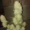 Original Critical Auto (1) Fastbuds