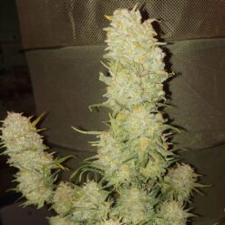 Original Critical Auto (1) Fastbuds